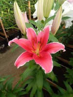 [4282 Indiana VWS No02.JPG]